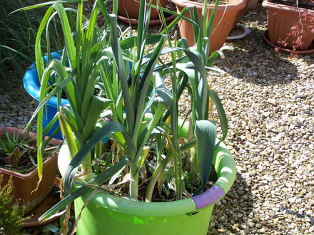 Leeks