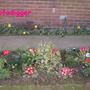 Primroses along the path