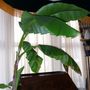 Banana_in_the_dining_room_during_winter