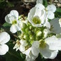 White_arabis