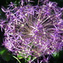 Allium_christophii_00000