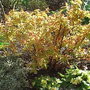 Spiraea japonica 'Goldflame' - new foliage (Spiraea japonica 'Goldflame')