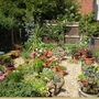 A garden flower photo