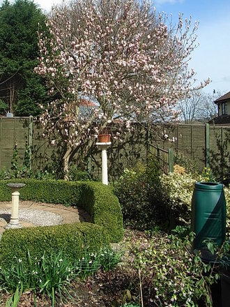 Magnolia x soulangeana (Magnolia x soulangeana)