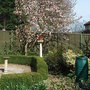 Magnolia x soulangeana