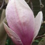Magnolia x soulangeana - bud (Magnolia x soulangeana)