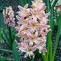 hyacinth1.jpg (Hyacinthus orientalis)