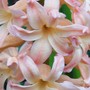 hyacinth3.jpg (Hyacinthus orientalis)