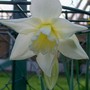 Narcissus 'Ice Wings' (Narcissus 'Ice Wings')