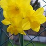 Narcissus 'Quince' (Narcissus 'Quince')