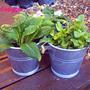 Tin pots