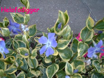 Greater Variegated Periwinkle