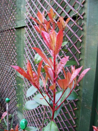 Red Robin (Photinia x fraseri)