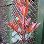 Red Robin (Photinia x fraseri)